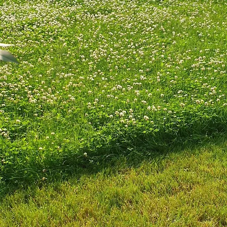 White Przy Wyspie Opatowickiej 民宿 *